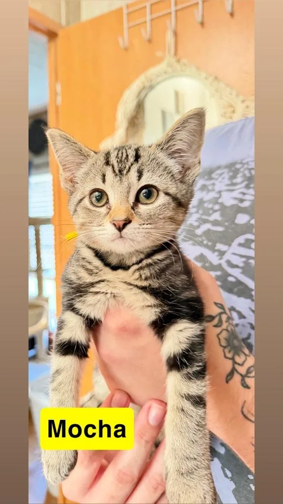 A baby medium-sized female Domestic Short Hair cat named Mocha for adoption in Johnson City, TN