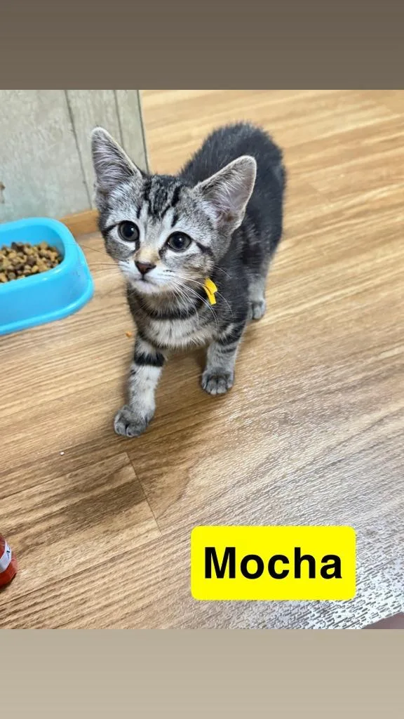 Mocha thumbnail 2