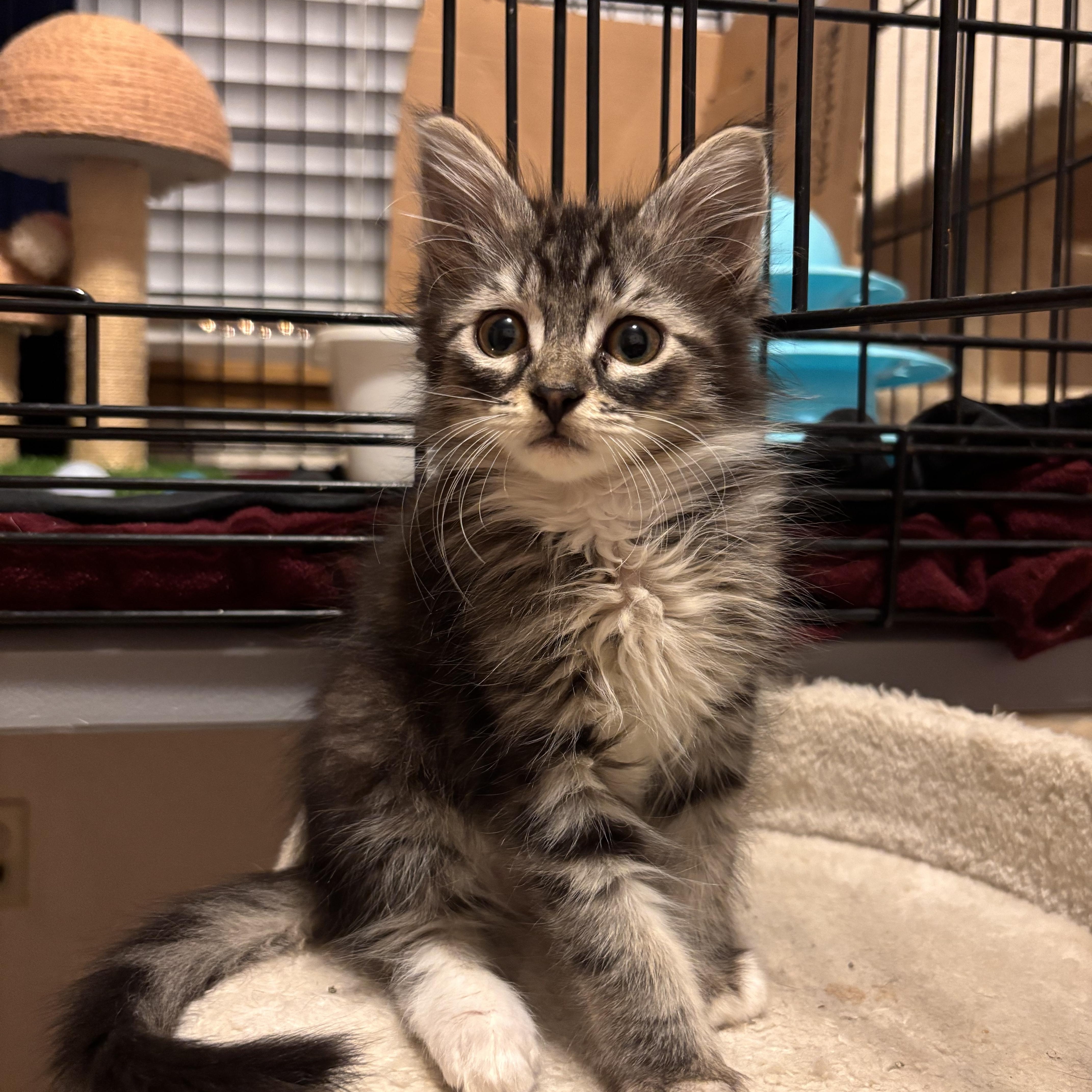 A baby medium-sized male Domestic Medium Hair cat named Badger for adoption in Maple Valley, WA
