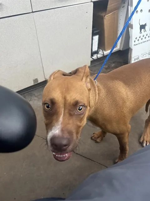 A young medium-sized male Mixed Breed dog named Rambo for adoption in Dallas, TX