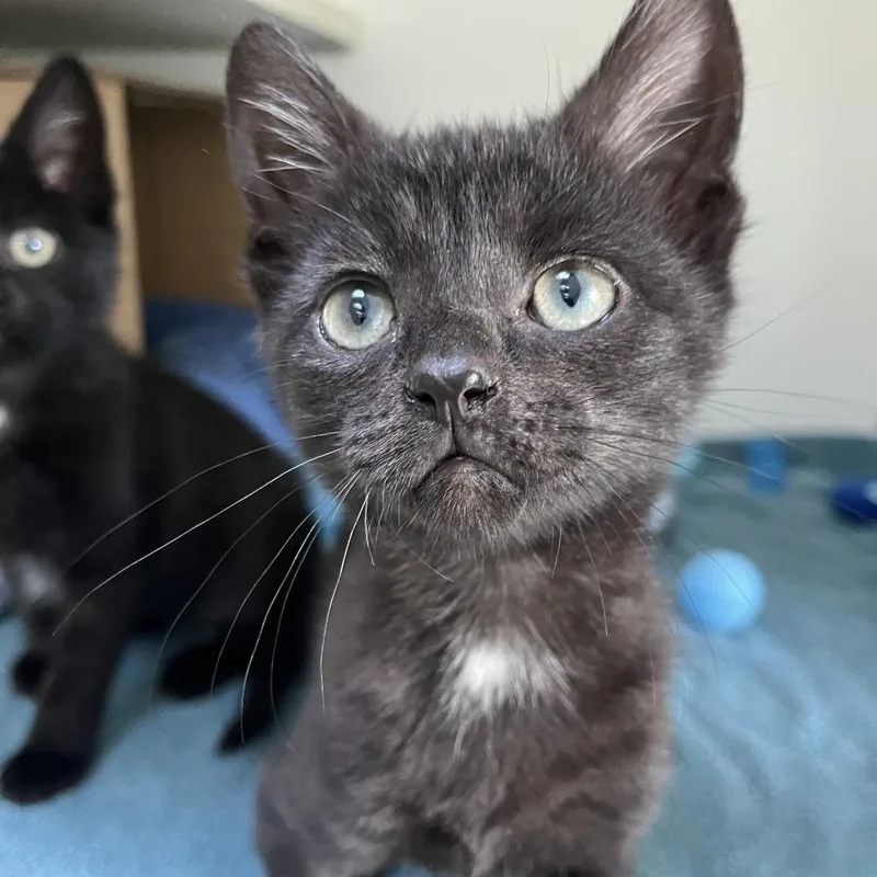 A baby small-sized male Black Domestic Short Hair cat named Positano for adoption in Newark, NJ