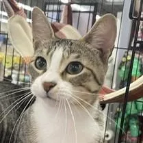 A young medium-sized female White American Shorthair cat named Xena for adoption in Schertz, TX