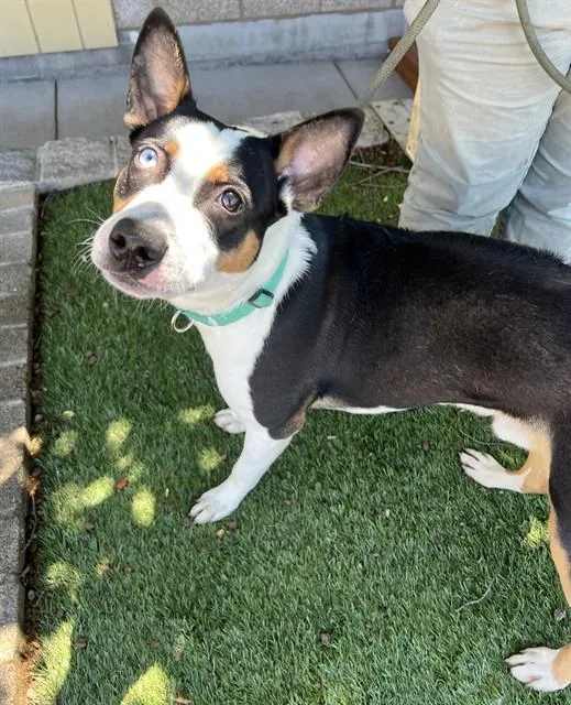 A young medium-sized male Tricolor (Brown, Black, & White) Staffordshire Bull Terrier dog named Tango for adoption in Phoenix, OR