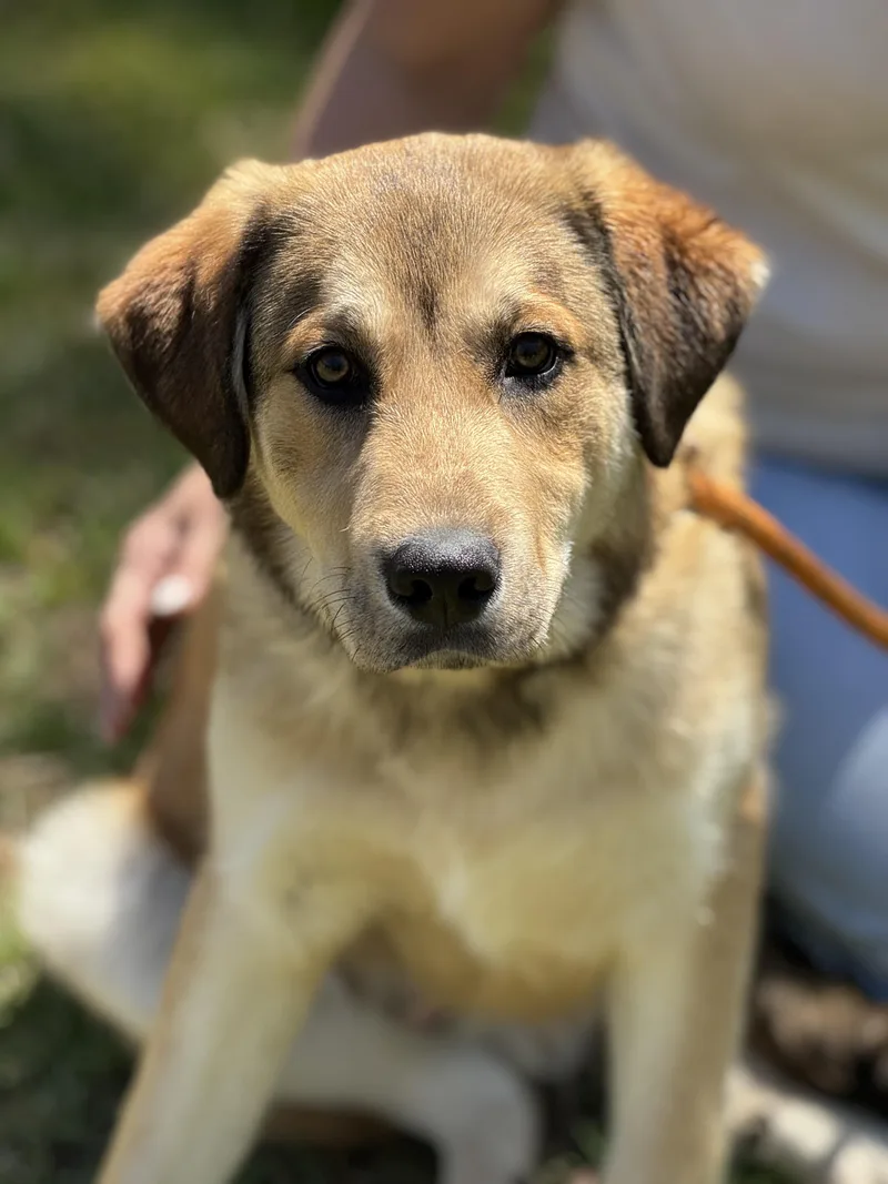A young large-sized male Sable Retriever dog named Rowlf for adoption in Meherrin, VA