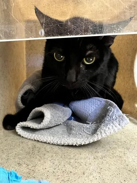 A young medium-sized male Domestic Short Hair cat named Boy for adoption in Downey, CA