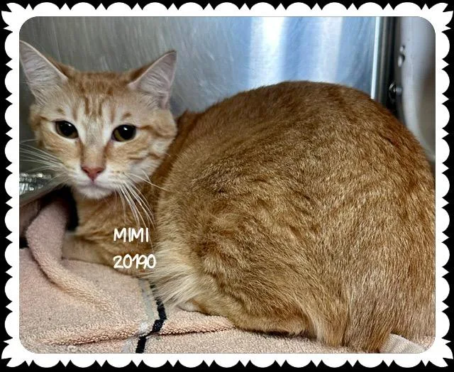 A young medium-sized female Orange & White Domestic Short Hair cat named Mimi for adoption in Marietta, GA