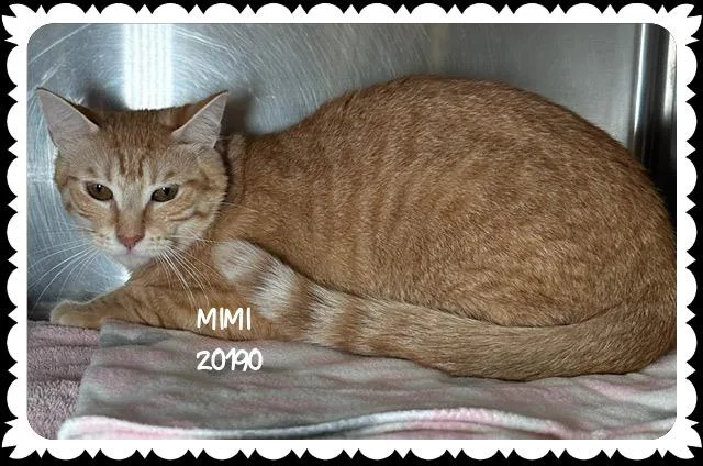 Mimi thumbnail 2