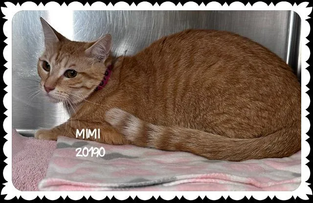 Mimi thumbnail 3