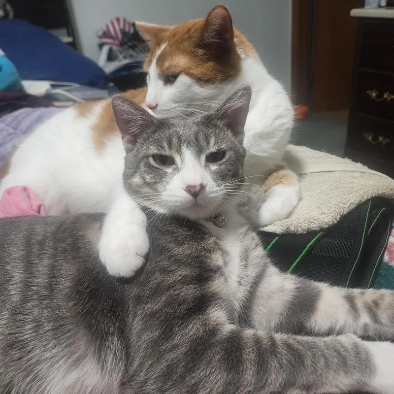 A young small-sized male Gray / Blue / Silver American Shorthair cat named Bolt  Home To for adoption in South Elgin, IL