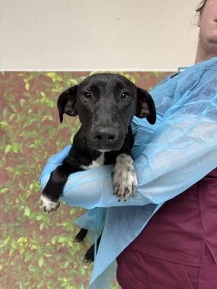 An adult medium-sized female Labrador Retriever dog named Syrup for adoption in San Antonio, TX