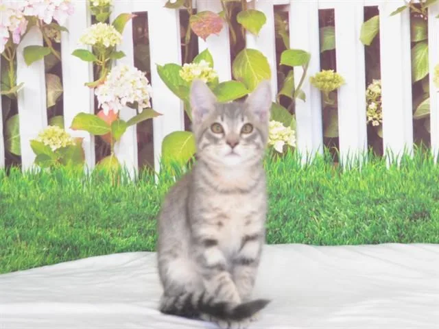 A baby small-sized male Domestic Short Hair cat named Bryce for adoption in Oroville, CA