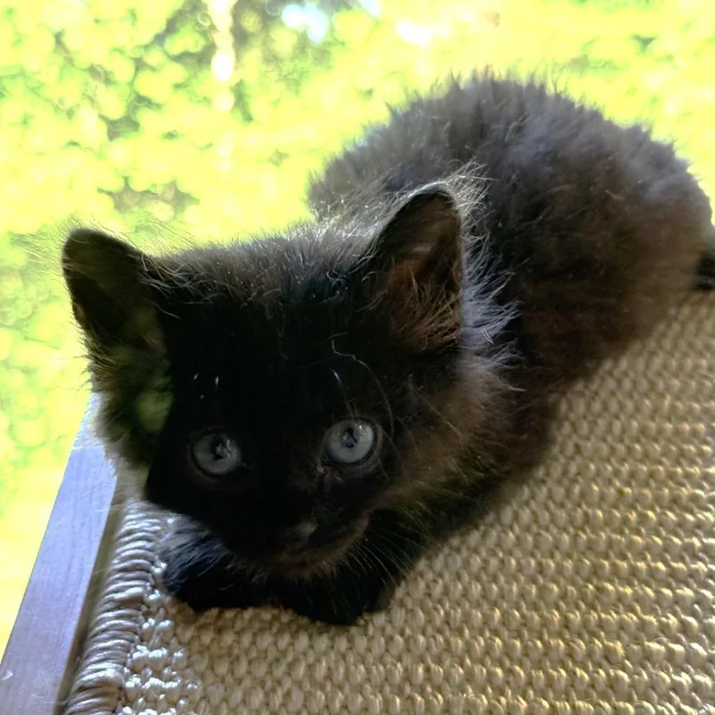 A baby small-sized female Black Domestic Medium Hair cat named Daisy for adoption in Blue Ridge, GA