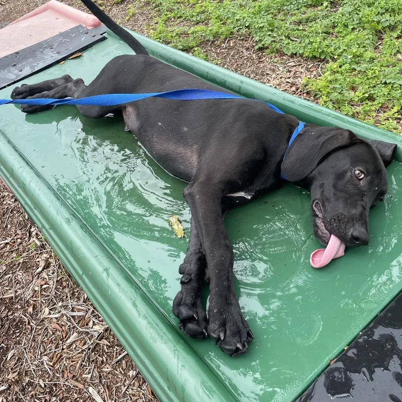 A young medium-sized male Black Mixed Breed dog named Drake for adoption in West Palm Beach, FL