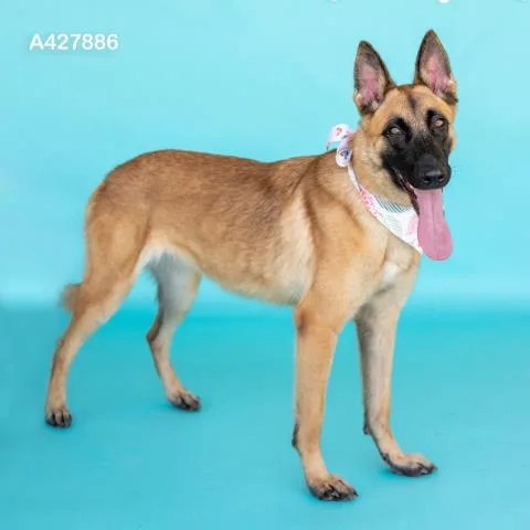 Roxie