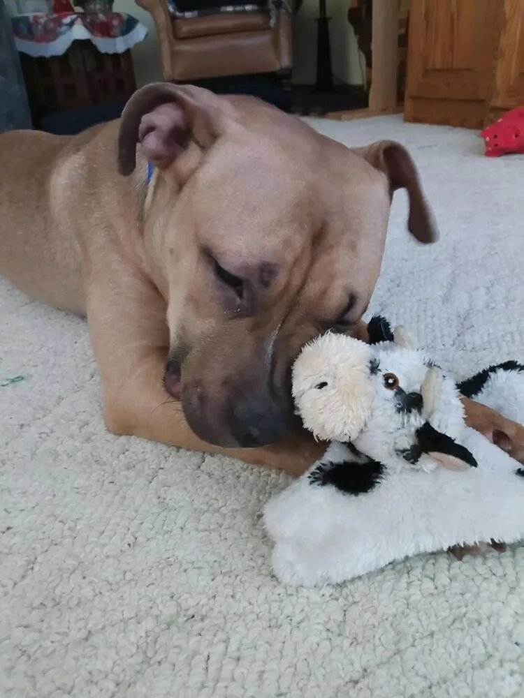 Pork Chop