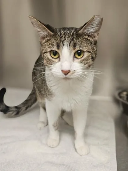 Queen Olive thumbnail 2