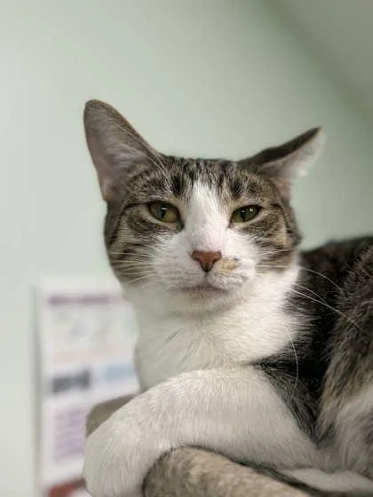 Queen Olive thumbnail 3