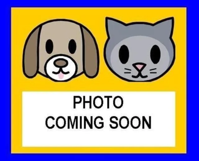 A young medium-sized female Domestic Short Hair cat named Noche for adoption in San Antonio, TX