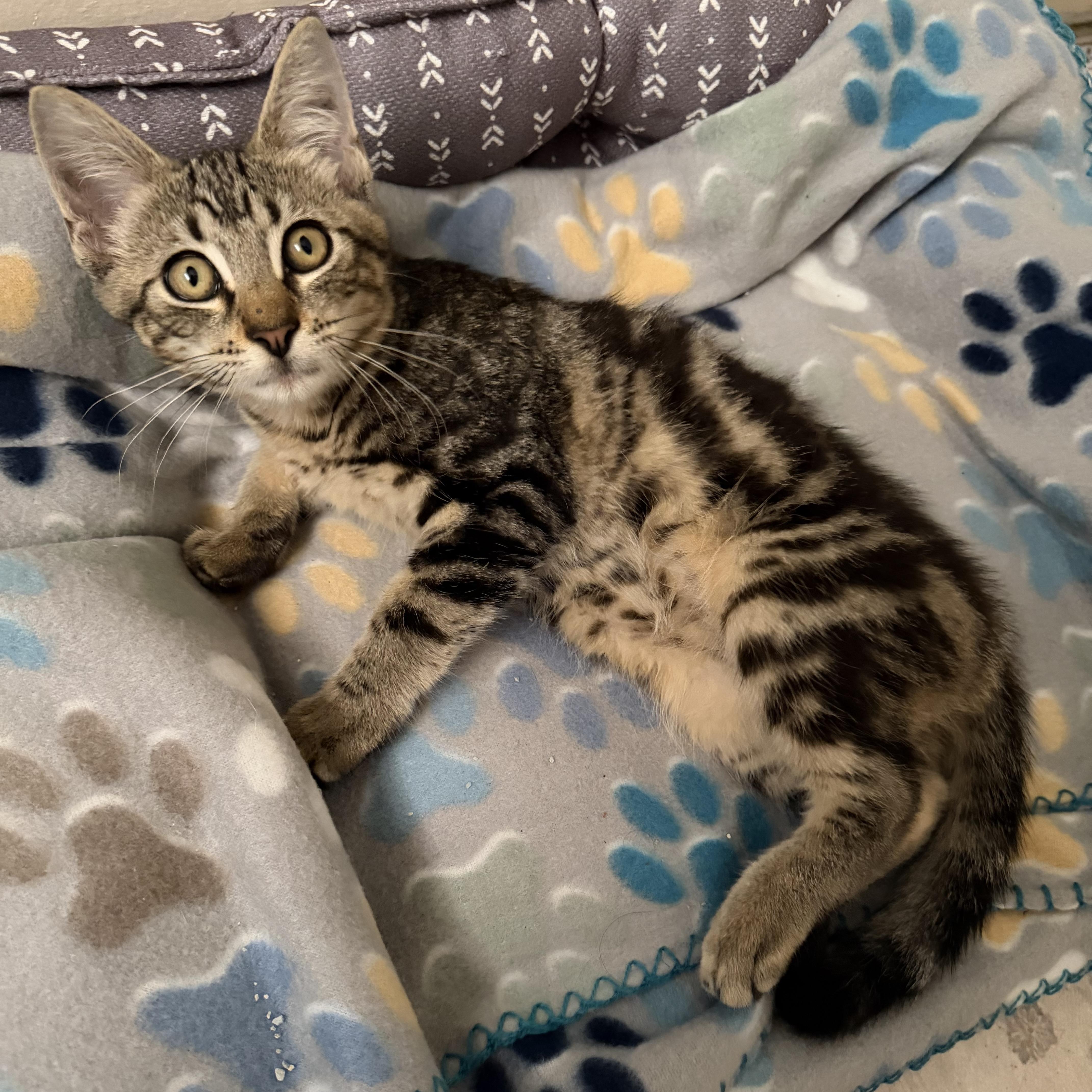 A baby small-sized male Domestic Medium Hair cat named Fifa & Finn for adoption in Liverpool, TX