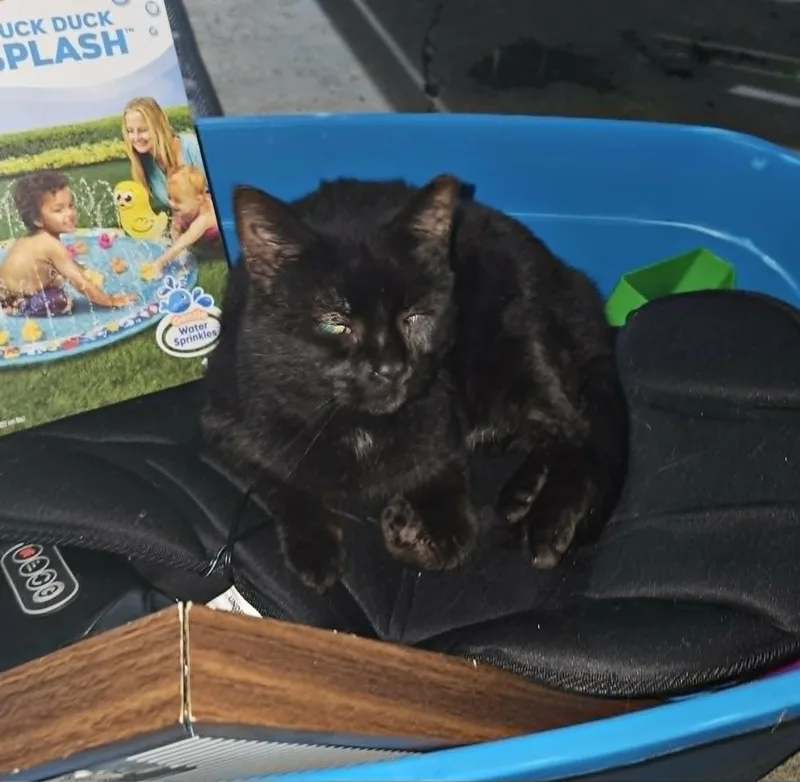 An adult medium-sized female Black Domestic Short Hair cat named Shera for adoption in Logan, OH
