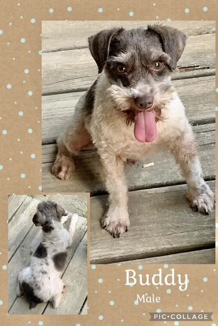 An adult small-sized male Miniature Schnauzer dog named Buddy for adoption in Manchester, CT