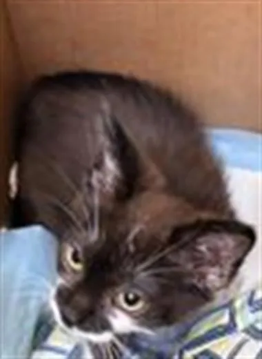 A baby small-sized female Domestic Short Hair cat named Everything for adoption in Los Angeles, CA