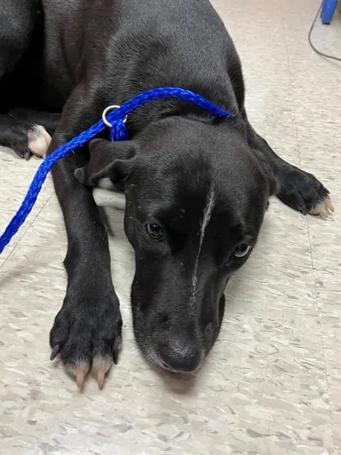 A young medium-sized female Terrier dog named Luna for adoption in Miami, FL