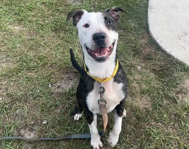 An adult large-sized male American Bulldog dog named Nigel for adoption in Tavares, FL