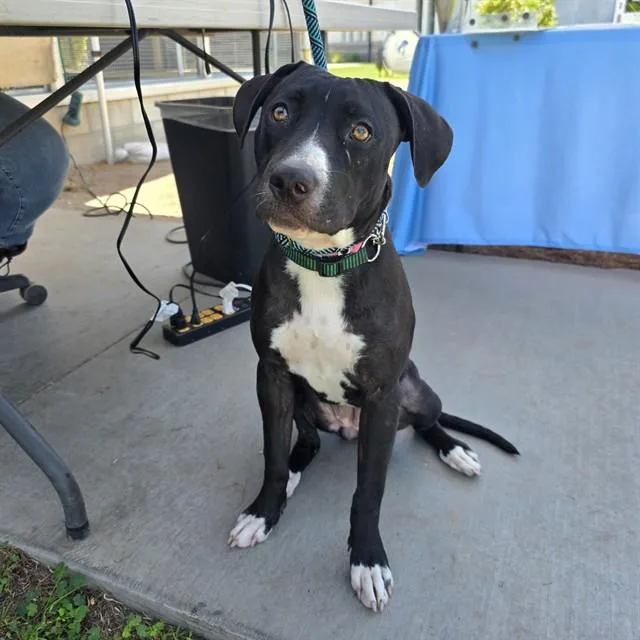 A young medium-sized female Labrador Retriever dog named Pebble for adoption in Long Beach, CA