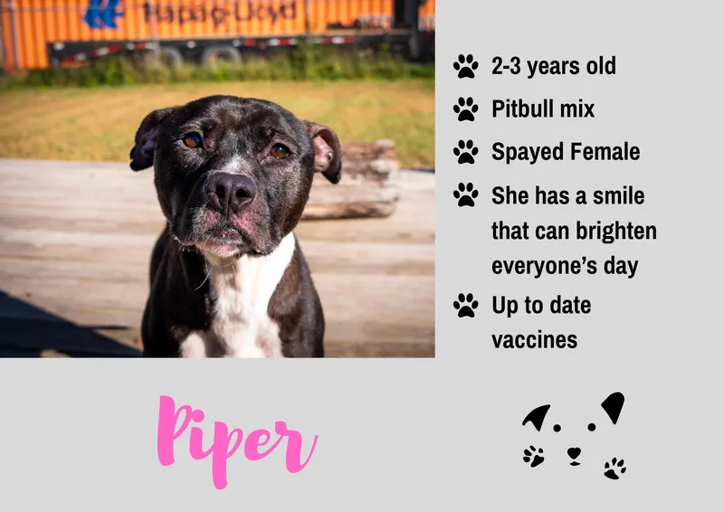 An adult medium-sized female Pit Bull Terrier dog named Piper for adoption in Junction City, KS