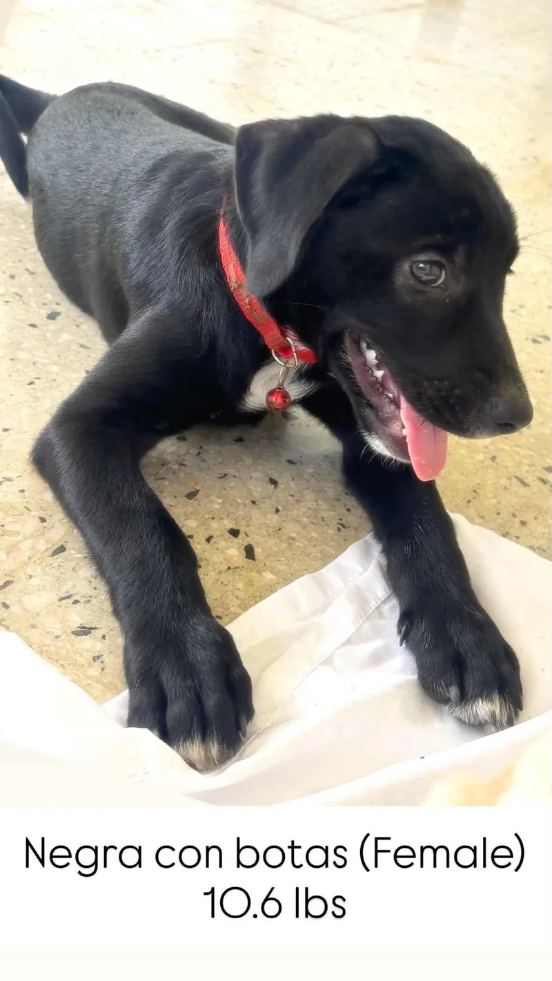 A young medium-sized female Black Mixed Breed dog named Sophia for adoption in Bayamon, PR