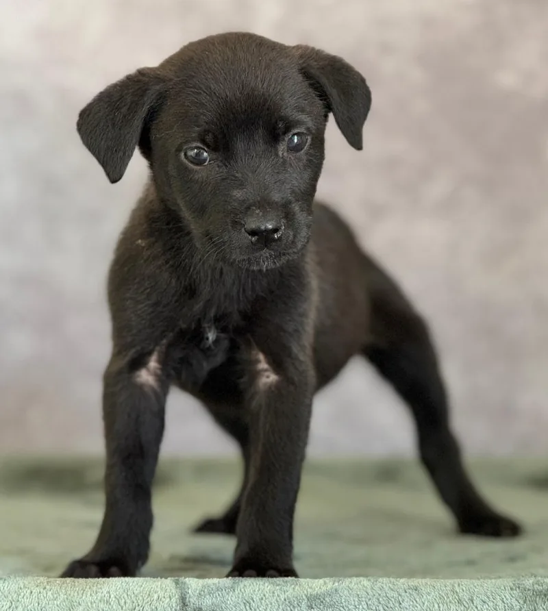 A baby large-sized female Great Pyrenees dog named Java for adoption in Warren, MI