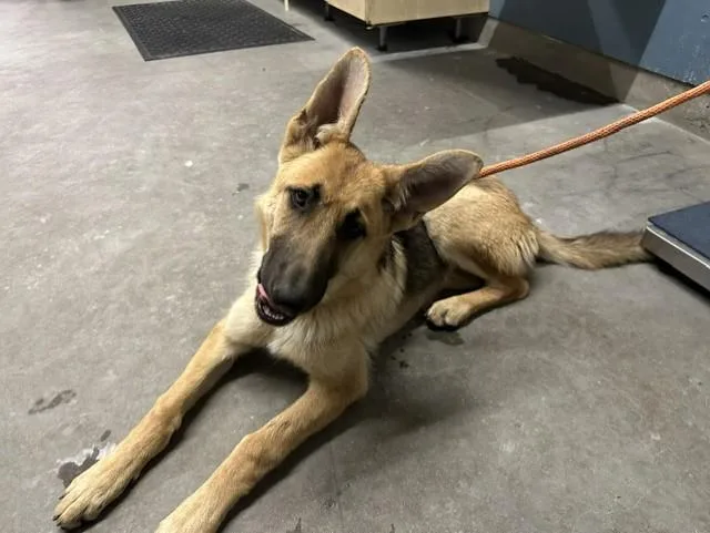 A young medium-sized female German Shepherd Dog dog named Anka for adoption in Camarillo, CA