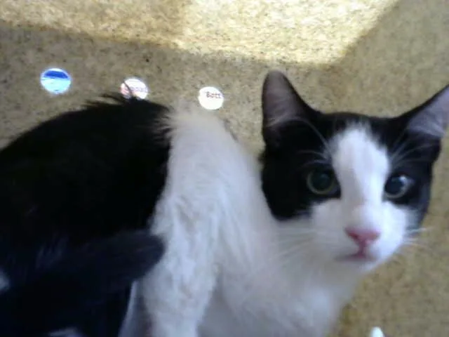 A baby medium-sized female Domestic Short Hair cat named Carly for adoption in Albuquerque, NM