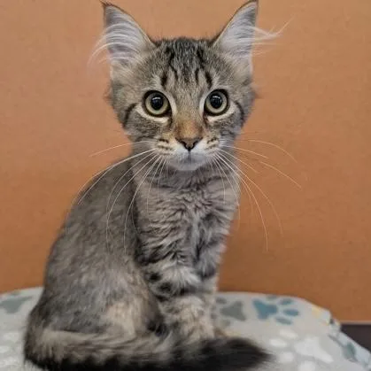 A baby small-sized female Tabby (Brown / Chocolate) Domestic Short Hair cat named Halie for adoption in Rochester, MN