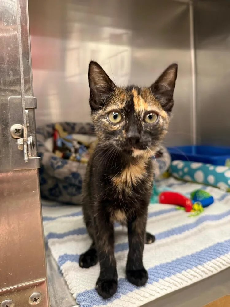 A baby small-sized female Domestic Short Hair cat named Cinnamon Toast Crunch for adoption in Orlando, FL