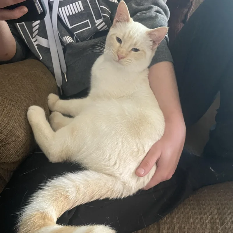 A young large-sized male Flame Point Siamese cat named Benito for adoption in Orange, CA