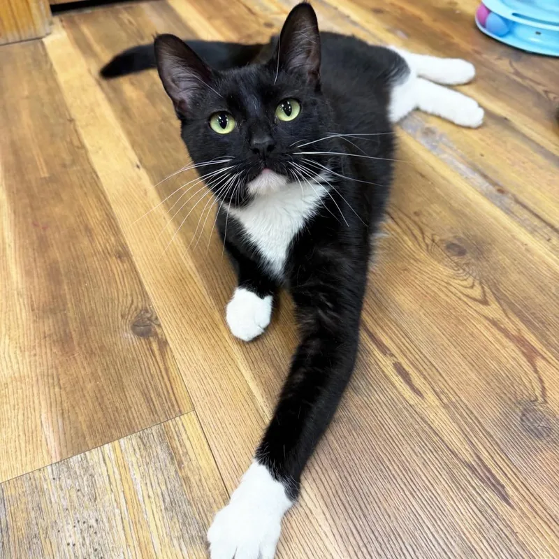 A young medium-sized female Black & White / Tuxedo Domestic Short Hair cat named Bolt  Like A for adoption in Oshkosh, WI