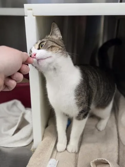 A young medium-sized female Domestic Short Hair cat named Meadow for adoption in Westland, MI