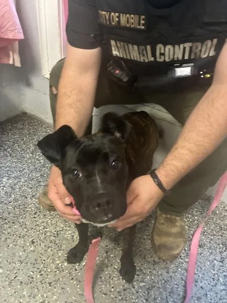 A young medium-sized female Pit Bull Terrier dog named Selena for adoption in Mobile, AL