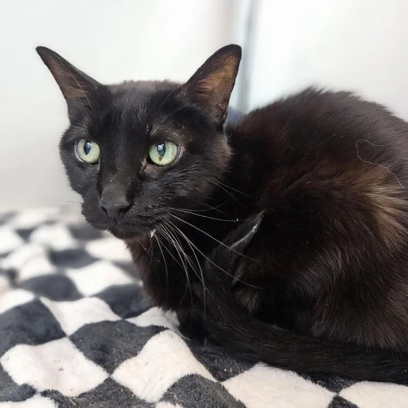 A senior medium-sized female Black Domestic Short Hair cat named Krystyna for adoption in Lakewood, CO