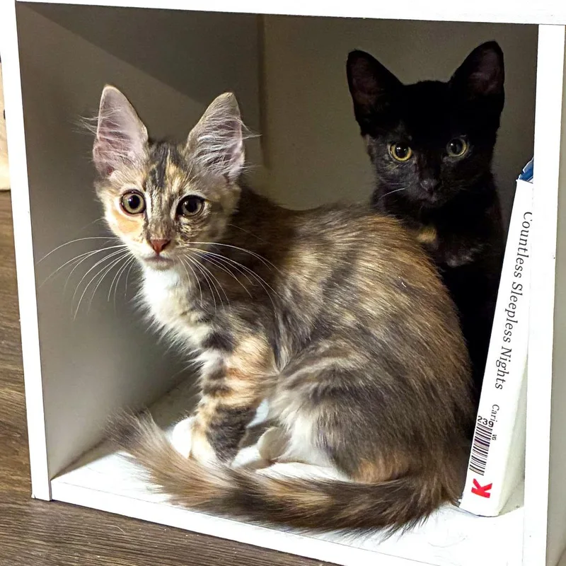 A baby small-sized female White Domestic Long Hair cat named Rhea for adoption in San Diego, CA
