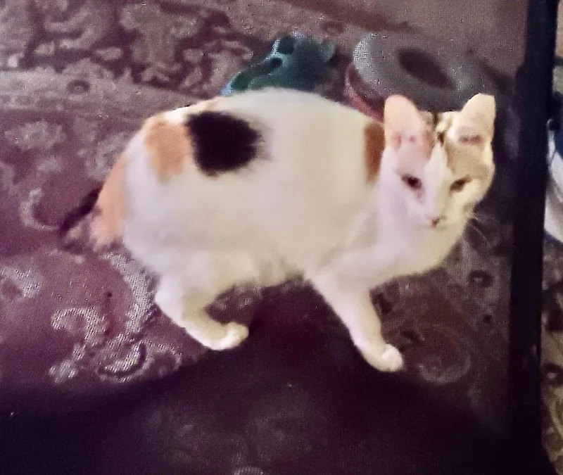 A young medium-sized female Domestic Short Hair cat named Honey Bear for adoption in Ogden, UT