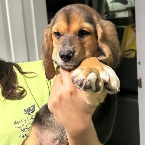A baby small-sized female Hound dog named Dixie for adoption in Tampa, FL