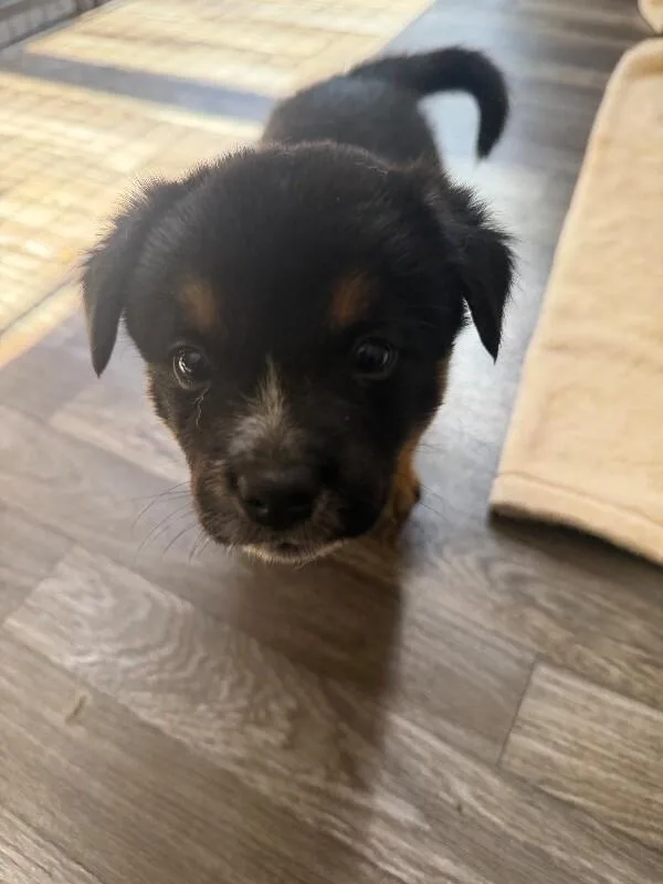 A young medium-sized male Australian Cattle Dog / Blue Heeler dog named Jalen for adoption in renton, WA