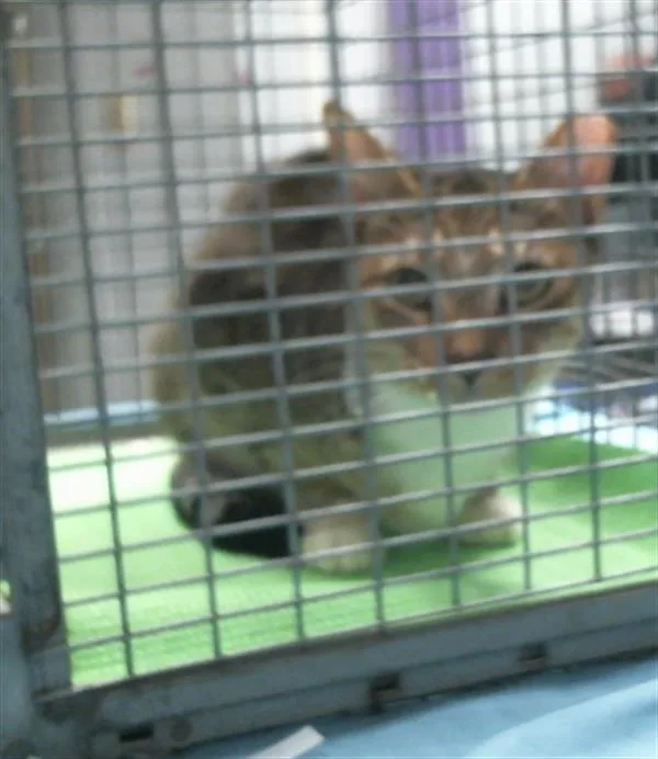 An adult small-sized female Domestic Short Hair cat named Pizza for adoption in Houston, TX