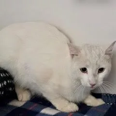 A young medium-sized female White Domestic Short Hair cat named Glacier for adoption in Green Valley, AZ