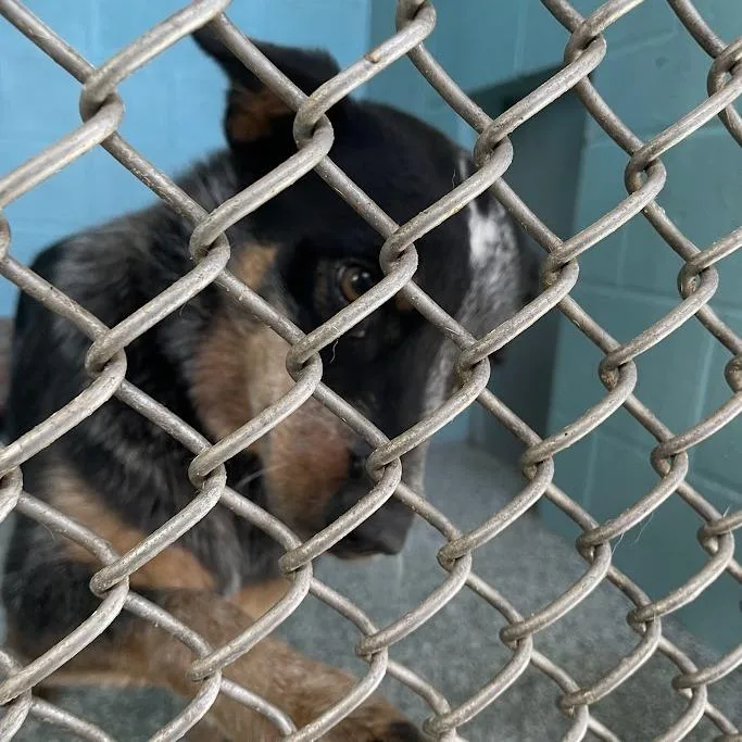 An adult medium-sized female Gray / Blue / Silver Australian Cattle Dog / Blue Heeler dog named Pepper Ranch for adoption in Port Charlotte, FL