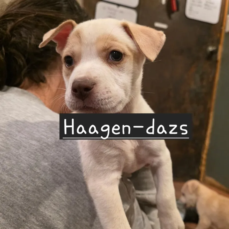A baby small-sized female White / Cream Mixed Breed dog named Haagen for adoption in Glenfield, NY