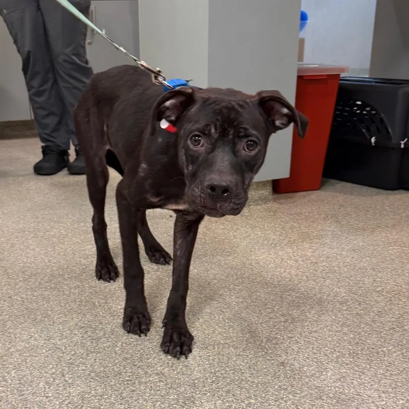 An adult medium-sized female Black Mixed Breed dog named Carla for adoption in Jacksonville, FL